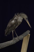 藏品(綠簑鷺)的圖片